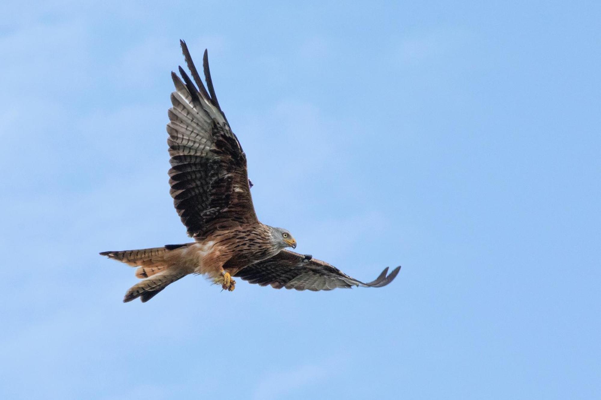 Little Kestrel Cabin Pennal Ngoại thất bức ảnh